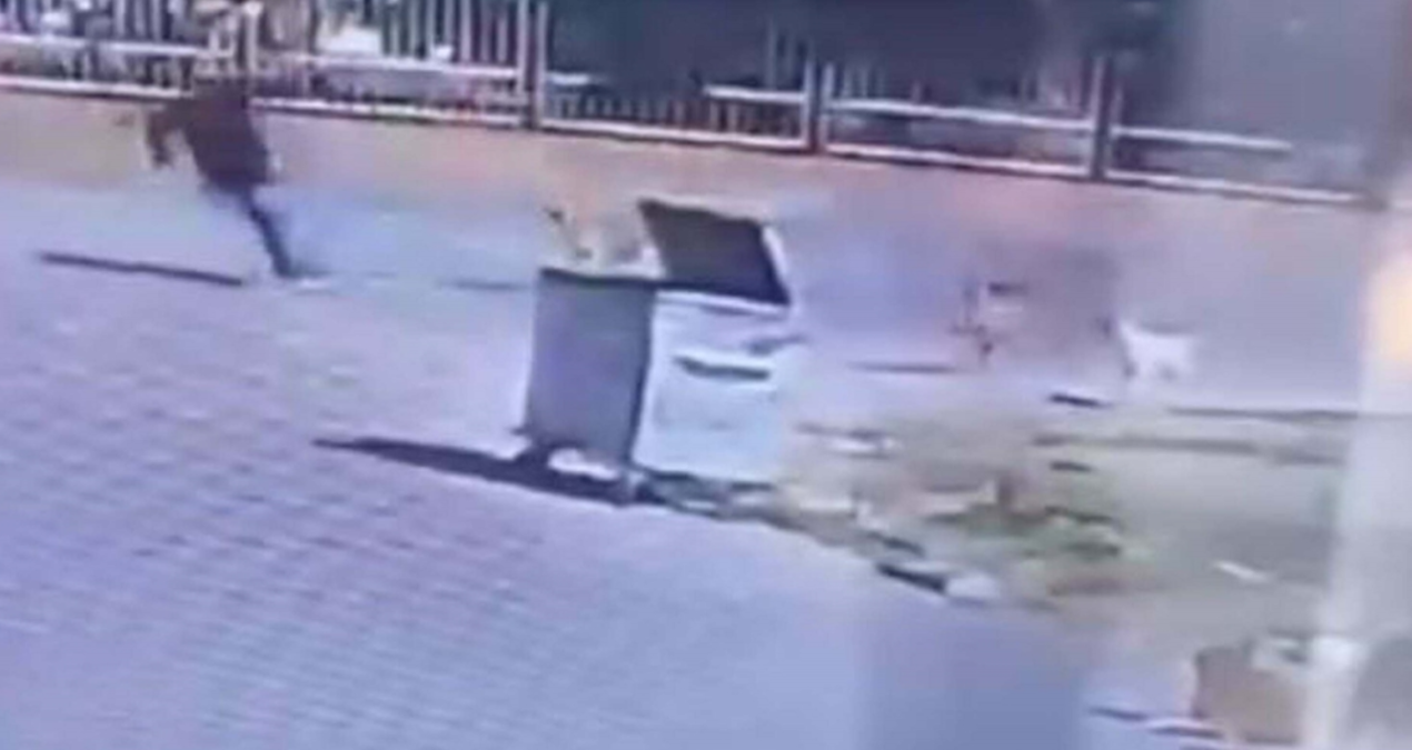 Köpeklerden kaçarken mevtle burun buruna geldi