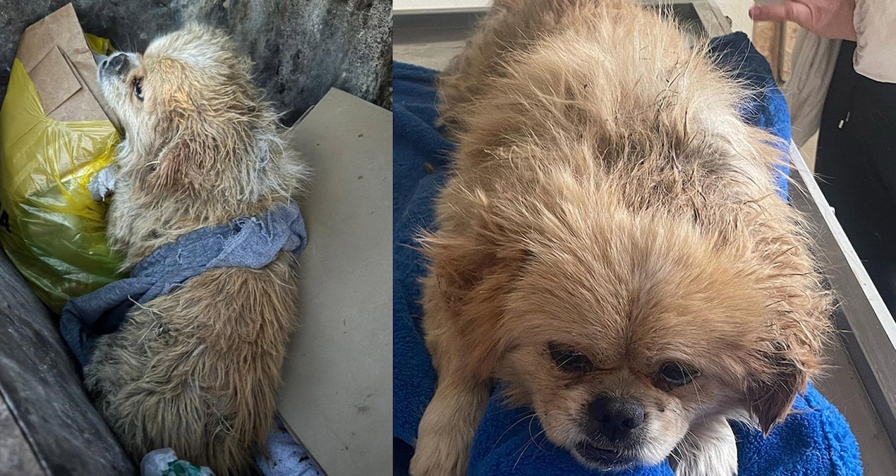 Ayaklarını bağladığı köpeği çöp konteynerine attı
