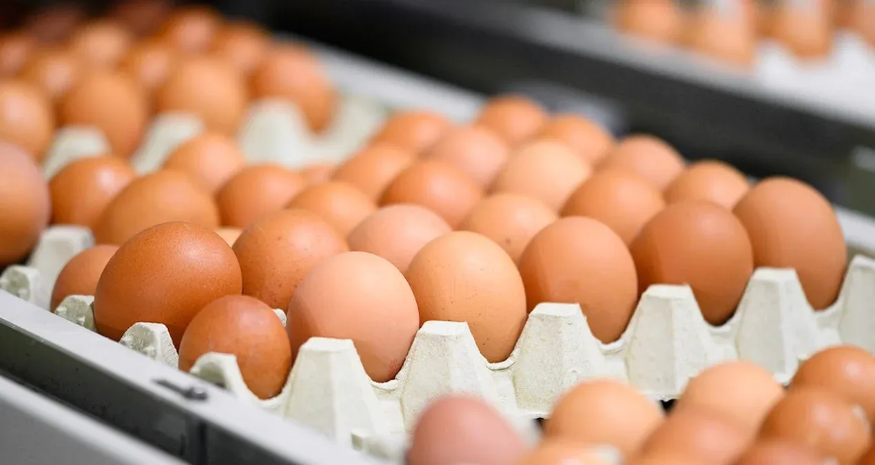 Marketlerde kahverengi yumurta satışı yasaklanıyor: Sebebi sıhhatsiz olmaları değil