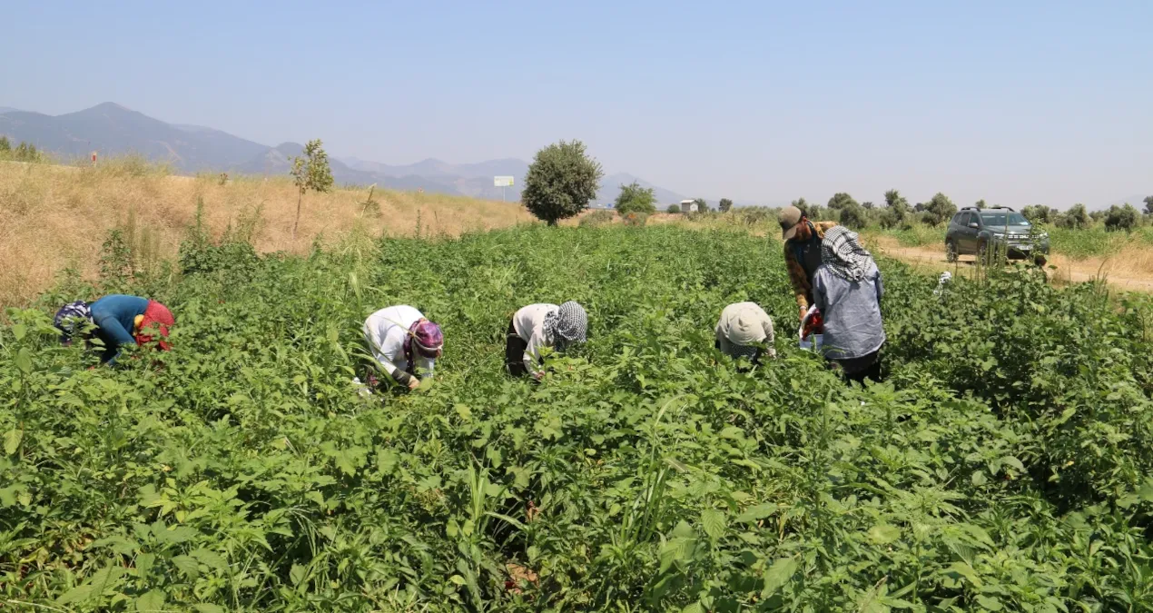 Tarlaya giren hüngür hüngür ağlamaya başladı