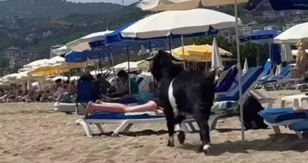 Alanya’da kurbanlıktan tatilciye: Kaçan keçi Kleopatra Plajı’na girdi