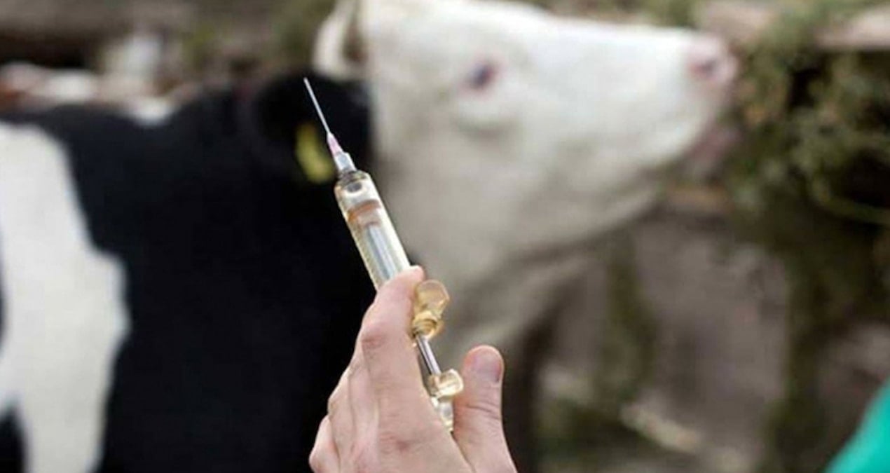 Kurban Bayramı öncesi Hakkari’de ‘şap’ paniği! Açıklama geldi…