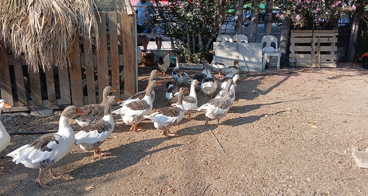 Kümese kapatılan kazlara tepkiler sonrası ‘şartlı tahliye’