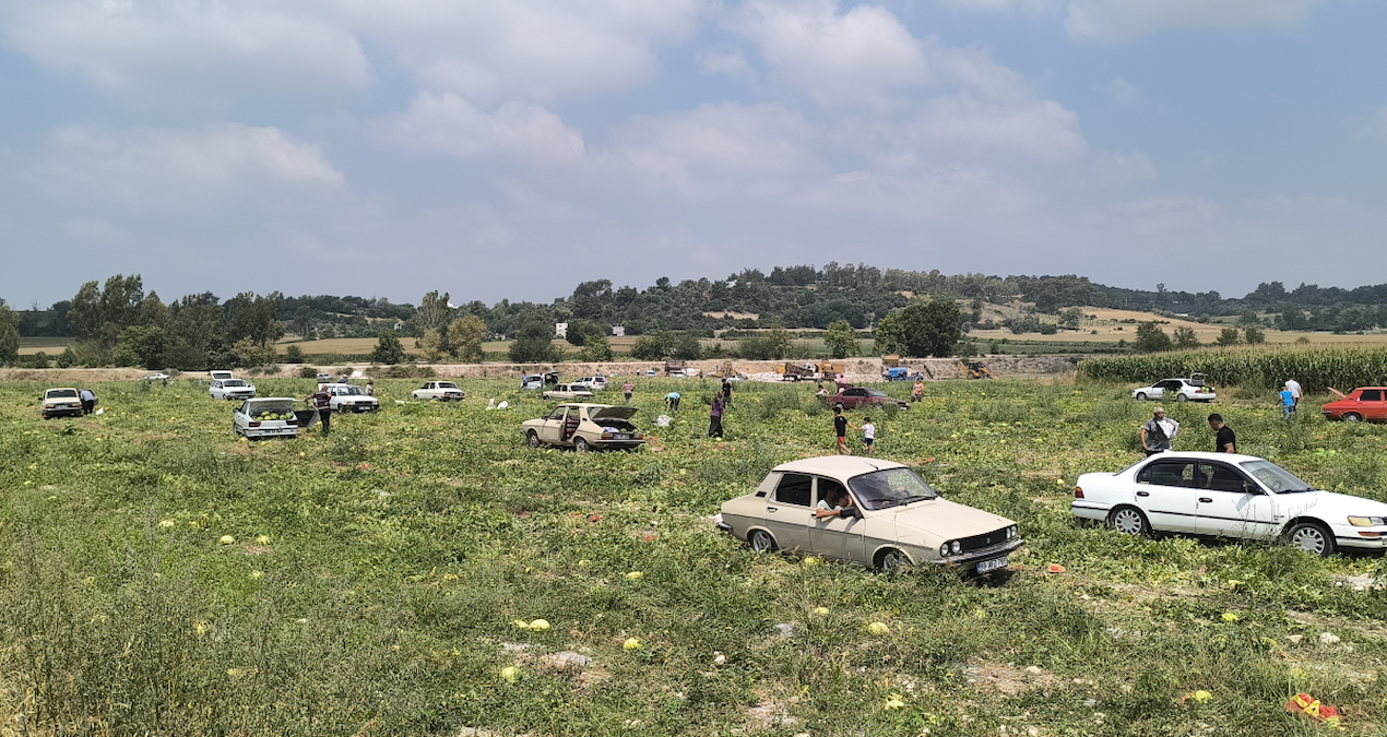 Satamayınca halka açtı, binlerce kişi akın akın tarlaya koştu