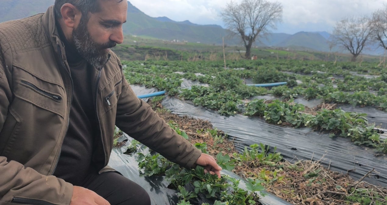 Tarlaya giren dert yandı! Çiftçiler ‘tarihi en kötü hasadı’ diye isyan etti