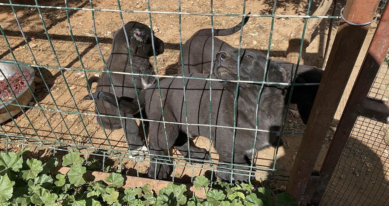 Yavru köpeklerin kulaklarını kesip satan üreticiye 327 bin TL para cezası