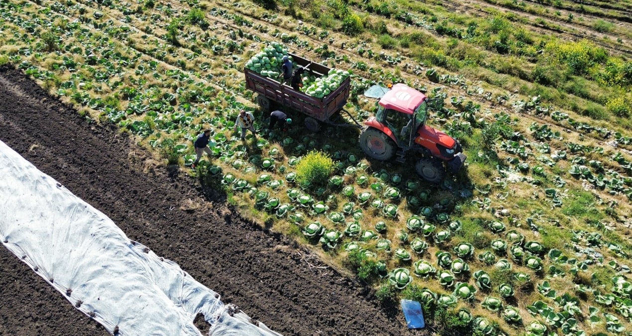 175 bin tonluk hasat tamamlandı: Kilosu 15 liradan satışa çıktı