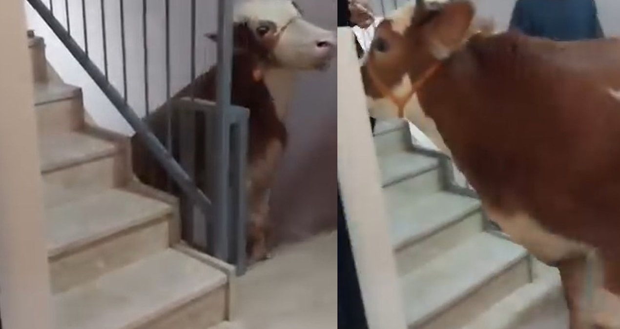 Boğayı 6 kat çıkardılar, terasta kestiler
