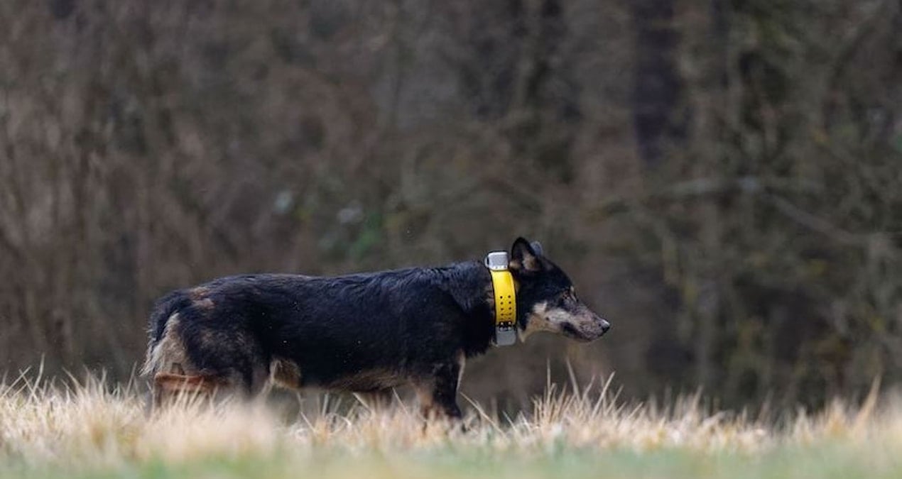 Evrim tersine döndü: Başkalaşım geçirip köpek olmaya başladılar