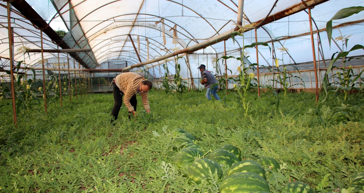 Fiyatı sorulmayan karpuzun hasadı başladı