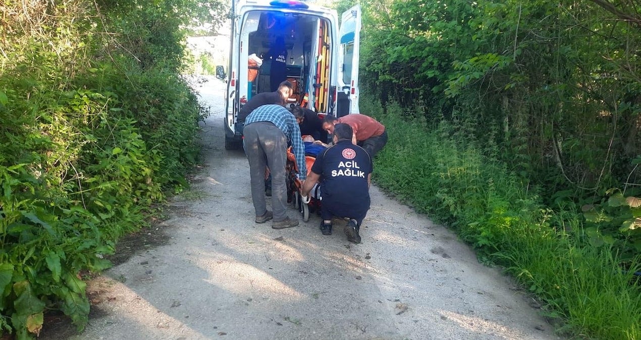 Kastamonu’da bal arısı hastanelik etti
