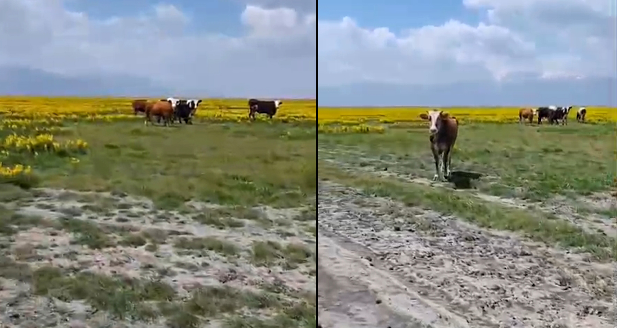 Koruma altındaki bitkileri yiyen ineklere inceleme başlatıldı
