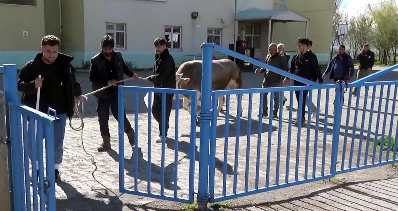 Kurban keserken kalp krizi geçirip öldü