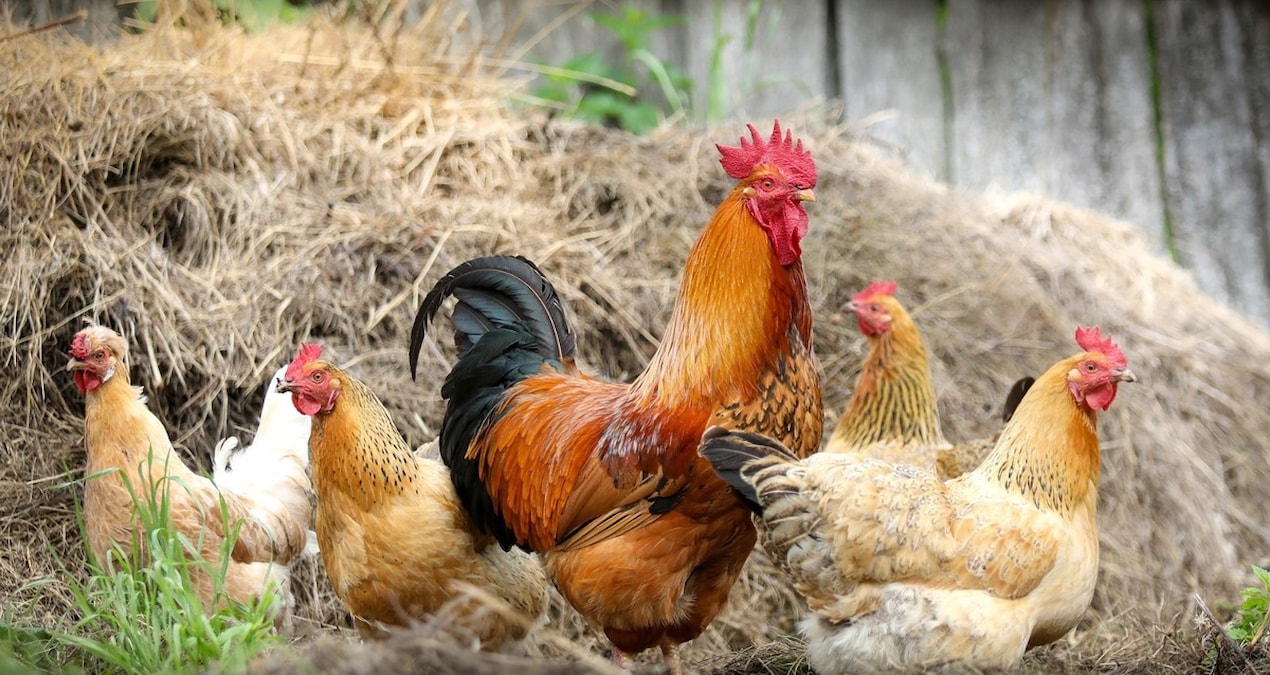 Haziran ayında tavuk eti üretimi arttı, yumurta üretimi azaldı