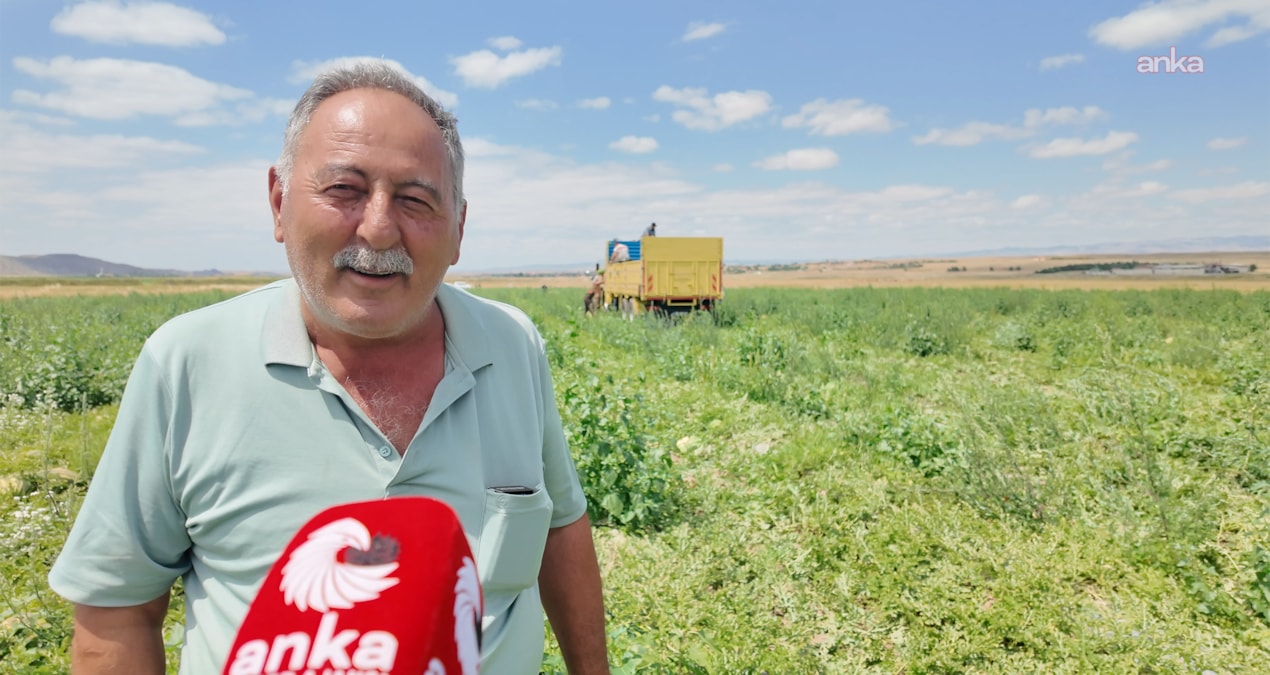 Tarlaya giren çiftçi perişan oldu! Tarihin en kötü hasadı isyan ettirdi